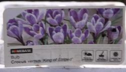 King of Striped Crocus King of Striped Crocus