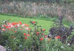 Poppies 04/10 Poppies 04/10