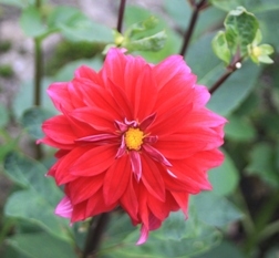 Ruby Red Clanger Ruby Red Clanger