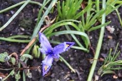 Iris Open Iris Open
