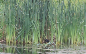 Moorhen hiding from the rain Moorhen hiding from the rain
