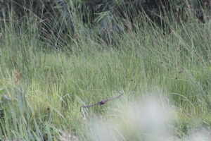 Swallow swooping over the pond Swallow swooping over the pond