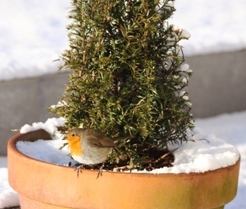 Robin Red Breast in the Snow Robin Red Breast in the Snow