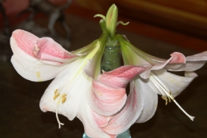 Amaryilis flower broken but still providing a show Amaryilis flower broken but still providing a show