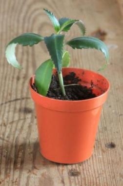 Kalanchoe from Clara Kalanchoe from Clara