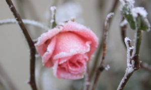 Frozen Beauty Frozen Beauty