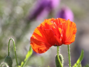 Flamboyant Poppy Flamboyant Poppy