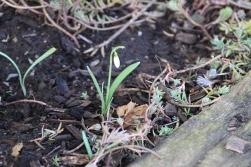 Lone Snowdrop Lone Snowdrop