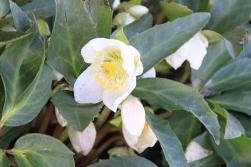 Hellebore Eventually Showing It's Face Hellebore Eventually Showing It's Face