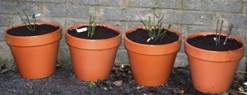 David Austin Roses Planted David Austin Roses Planted