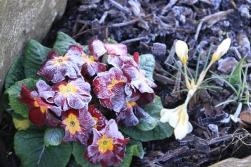 Frosted Primrose Frosted Primrose