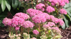 Bees and Butterflies busy, busy, busy Bees and Butterflies busy, busy, busy
