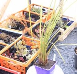 Libertia Goldfinger from Fran. Libertia Goldfinger from Fran.
