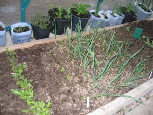 Early Salad in the Greenhouse Early Salad in the Greenhouse