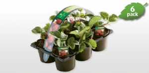 Strawberry Plants in Aldi Strawberry Plants in Aldi