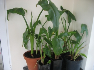 Calla Lilies Calla Lilies