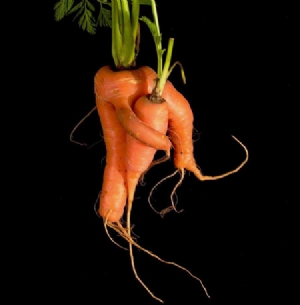 Wonky Carrots Wonky Carrots
