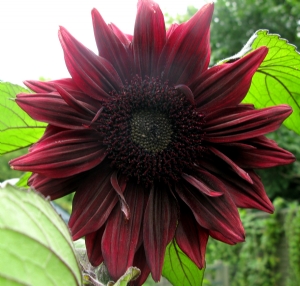 Sunflower 'Black Magic' Sunflower 'Black Magic'