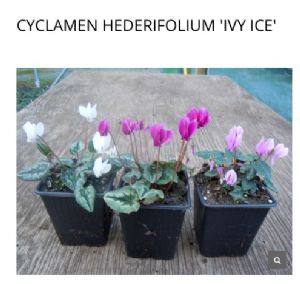 Cyclamen hedrifolia 'Ivy Ice' Cyclamen hedrifolia 'Ivy Ice'