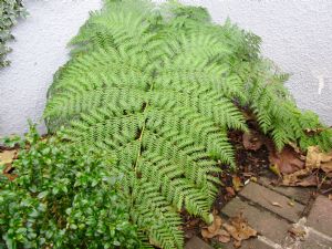 Lophosoria quadripinnata. Lophosoria quadripinnata.