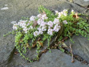 Creeping Thyme. Creeping Thyme.