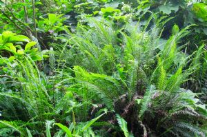 Fern ID. Fern ID.