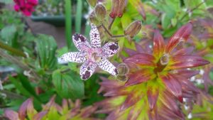 Toad Lily Toad Lily