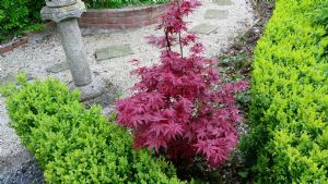 Acer Palmatum Acer Palmatum