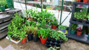 Evicted plants Evicted plants