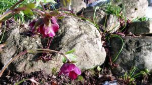 Helleborus Hybrid 'Harvington Shades of the night' seedling Helleborus Hybrid 'Harvington Shades of the night' seedling