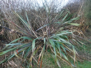 Collapsed phormium Collapsed phormium