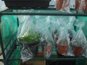 Cuttings Cuttings