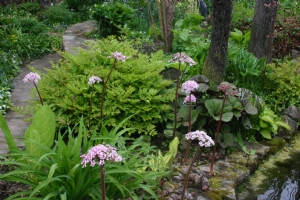 Dalmera peltata Dalmera peltata