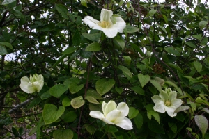 Clematis Clematis