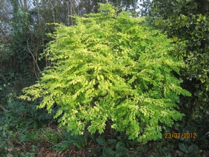 privet privet