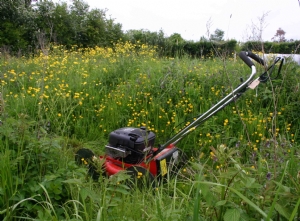 Cutting the lawn !!!! Cutting the lawn !!!!