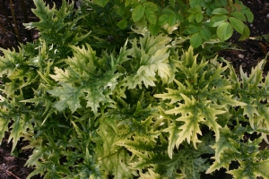 Acanthus Lady Moore Acanthus Lady Moore