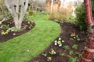 Ferns and primroses Ferns and primroses