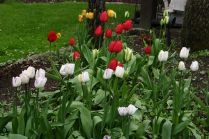 Dull date Tulips stayed closed Dull date Tulips stayed closed