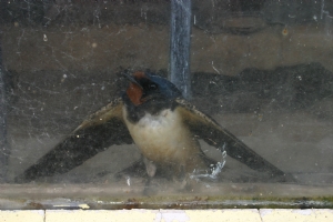 Naughty swallows Naughty swallows