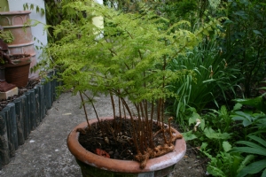 Araiostegia parvipinnata Araiostegia parvipinnata