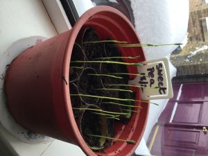 Seedlings Seedlings