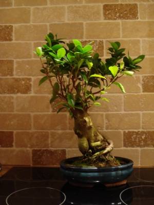 Bonsai Ficus Ginseng Bonsai Ficus Ginseng