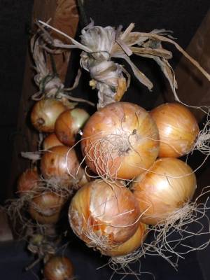 Onions Onions