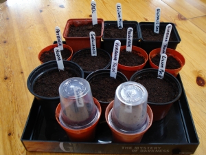 Secret seeds! Secret seeds!