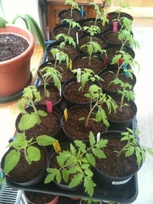 Tomatoes Tomatoes