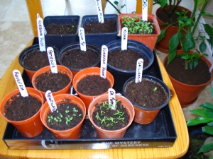 Autumn seedlings Autumn seedlings