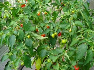 Scotch bonnet chillies Scotch bonnet chillies