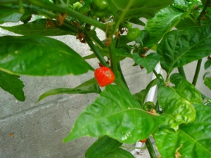 Scotch bonnet chili Scotch bonnet chili