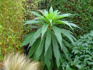Echium pininana Echium pininana